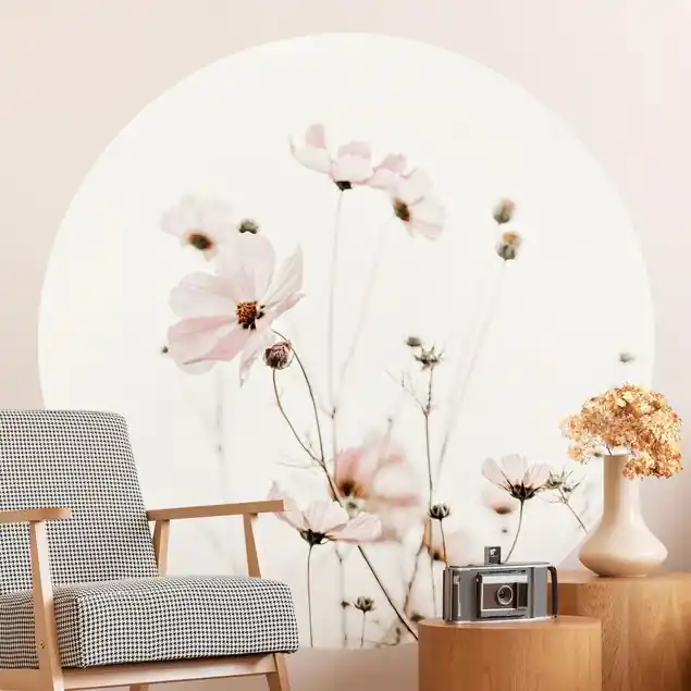 Cosmea in zarten Cremetönen                               Runde Fototapete Kracherpreis
