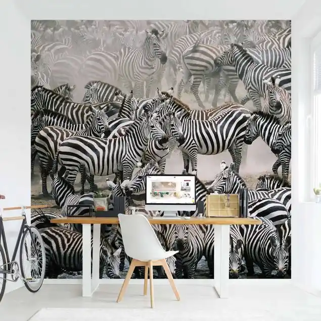 Zebraherde Fototapete – Vlies Smart Top-Preis