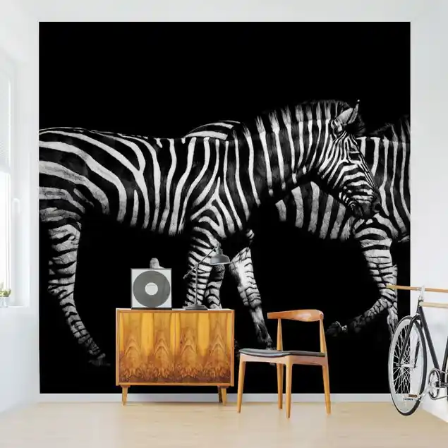 Zebra vor Schwarz Fototapete – Vlies Smart Nur Für Kurze Zeit