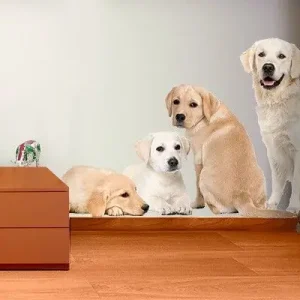 Angebot No.454 Portait of Labradors and Golden Retriever