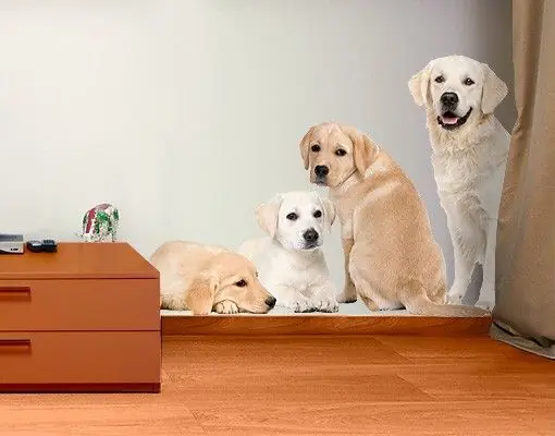Angebot No.454 Portait of Labradors and Golden Retriever