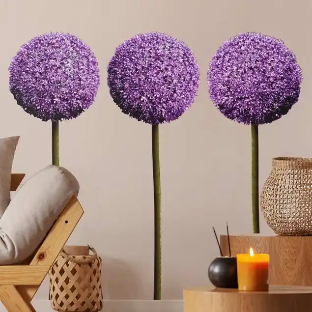 Allium Kugel-Blüten 3er Set Meistverkauft
