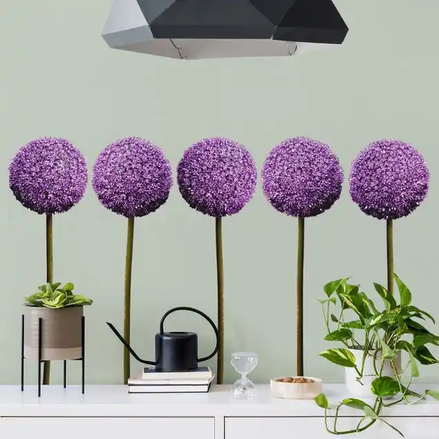 Allium Kugel-Blüten 5er Set Schnäppchen
