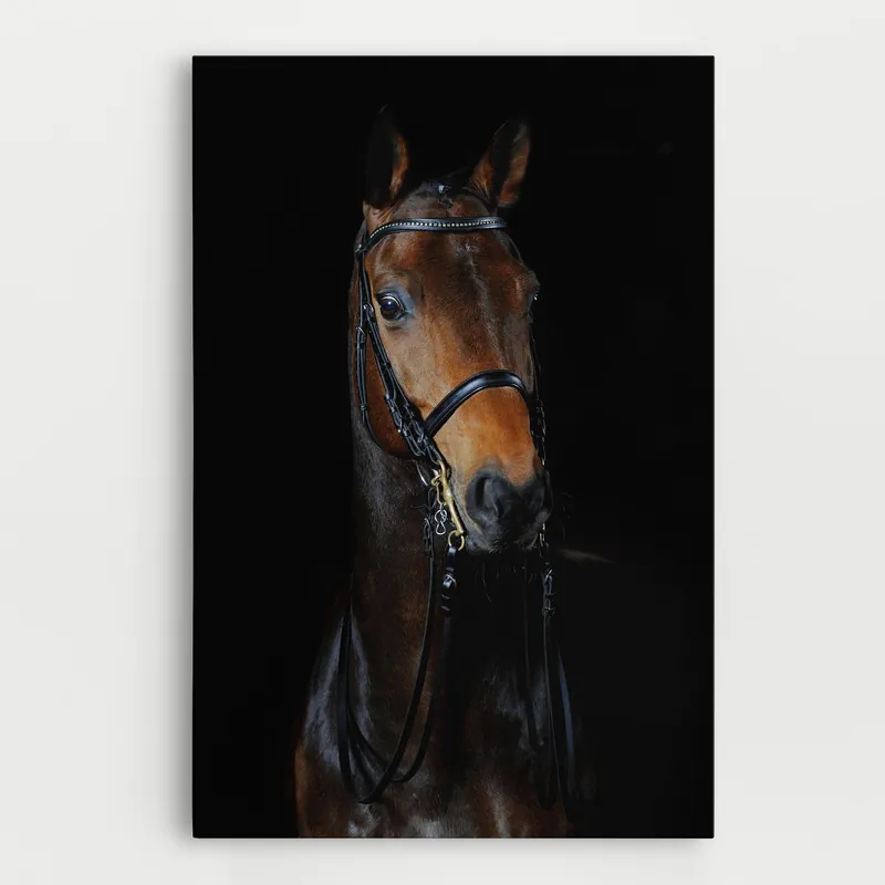 Zertifiziert Leinwandbild Brown Horse On Black