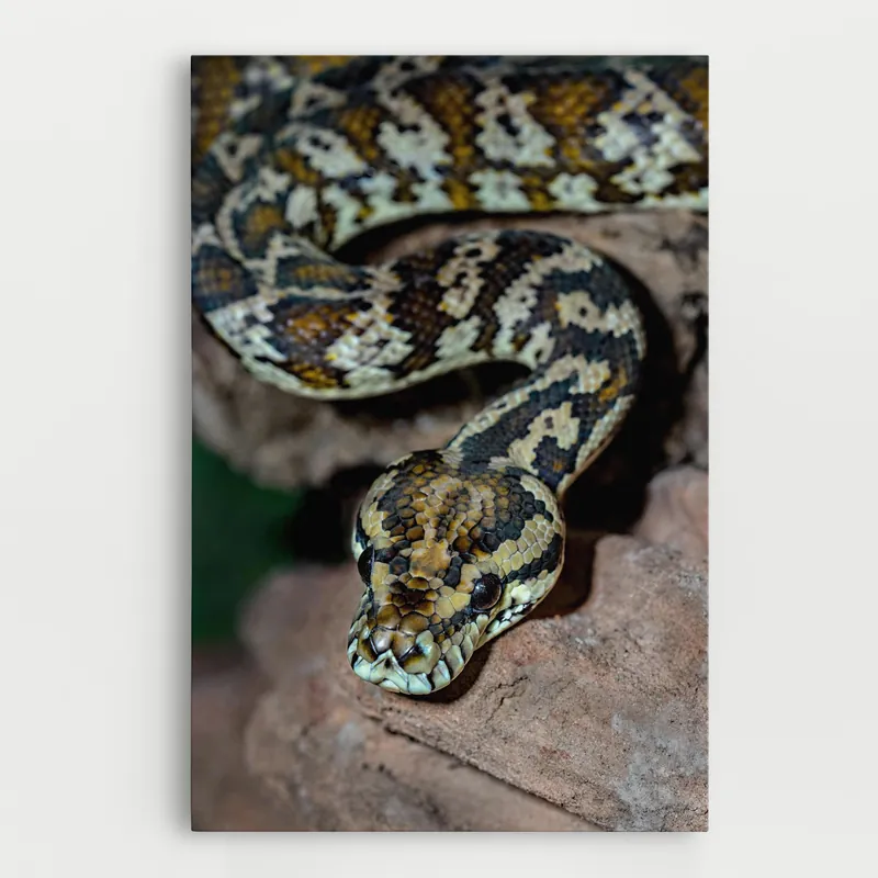 Abverkauf Leinwandbild King Snake
