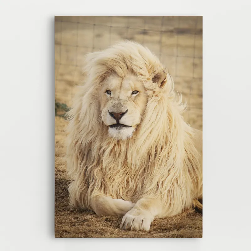 Abverkauf Leinwandbild White Lion