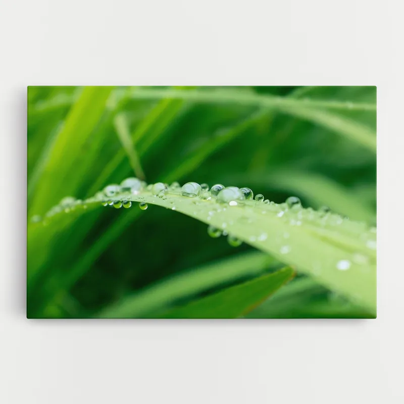 Angebot Leinwandbild Rainy Leaf Close Up