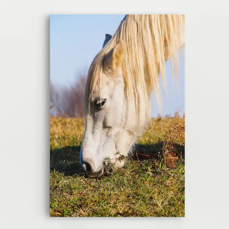 Abverkauf Leinwandbild White Horse Eating