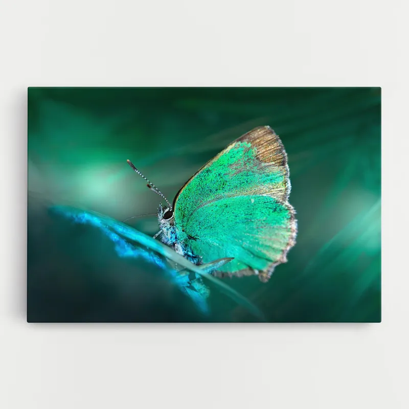 Zertifiziert Leinwandbild Turquoise Butterfly