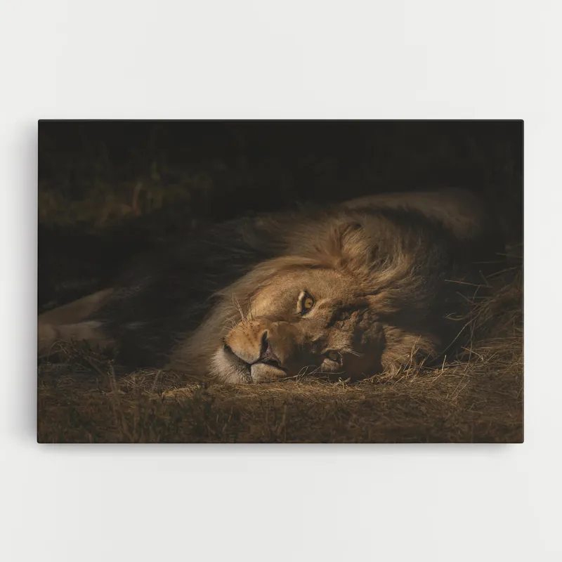 Zertifiziert Leinwandbild Lion Laying Down