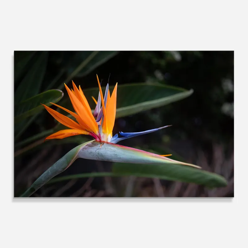 Glasbild Paradise Plant Expressversand