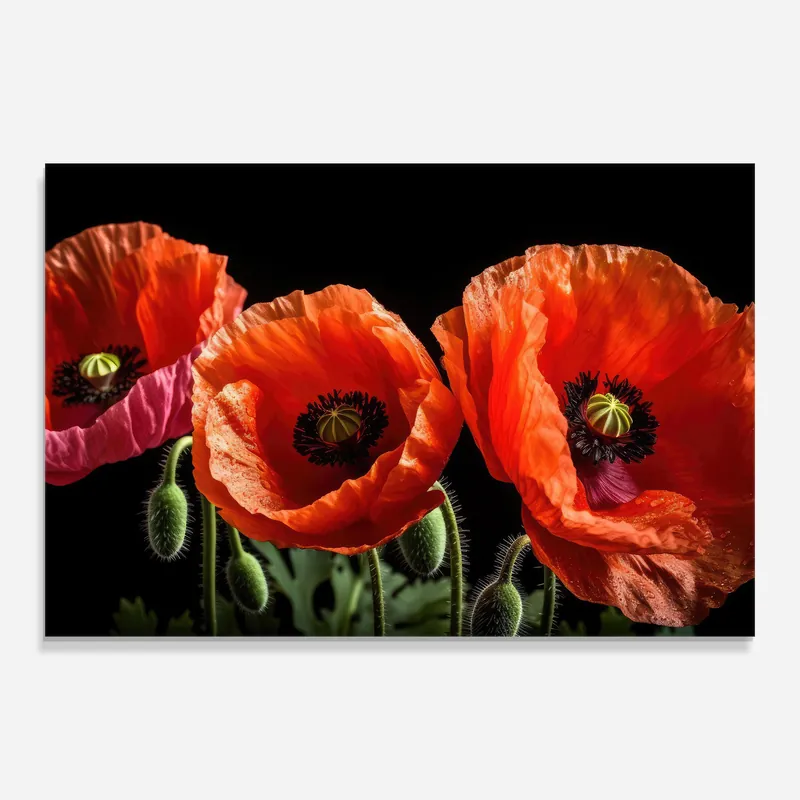 Aktuell Glasbild Dark Orange Poppies