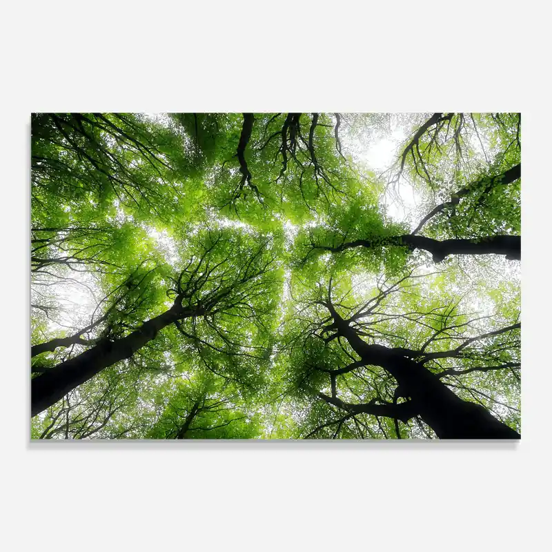 Angebot Glasbild Forest Green Tree