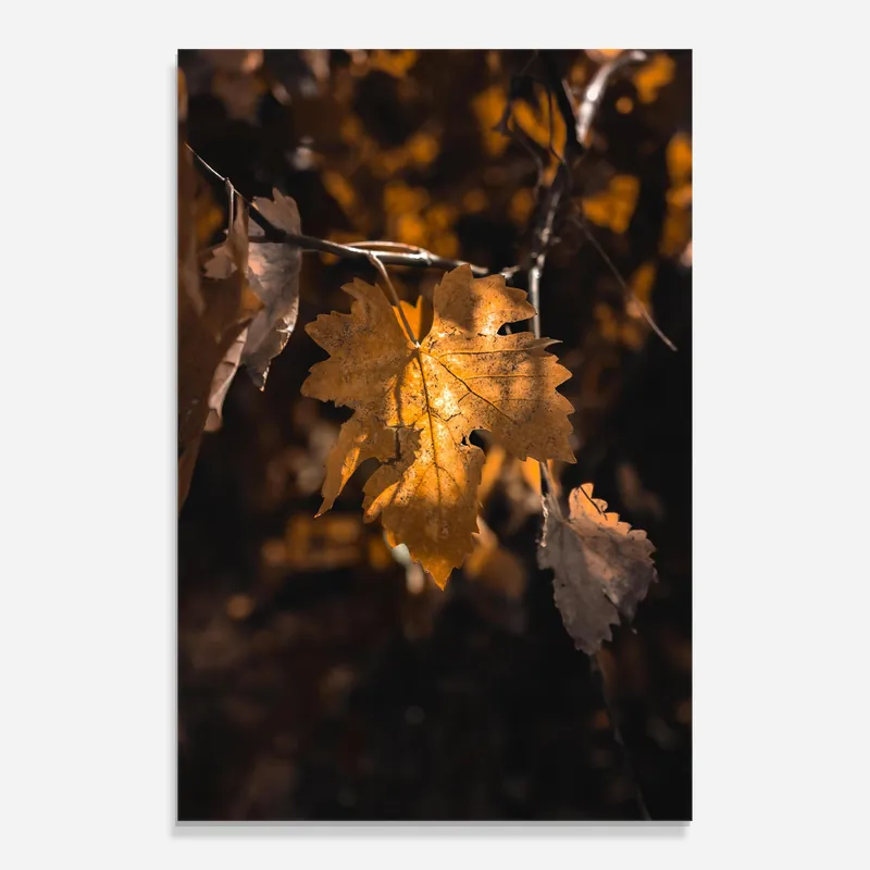 Glasbild Autumn Brown Leaf Schnäppchen