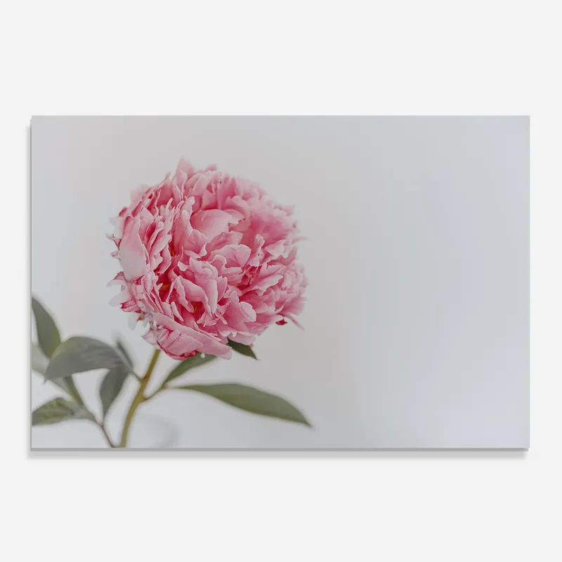 Must-Have Küchenrückwand Glas One Peony