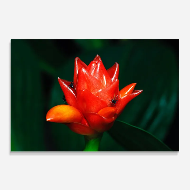 Knallerangebot Küchenrückwand Glas Cool Orange Exotic