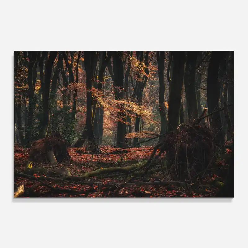 Küchenrückwand Glas Autumn Forest Trees Ausverkauf