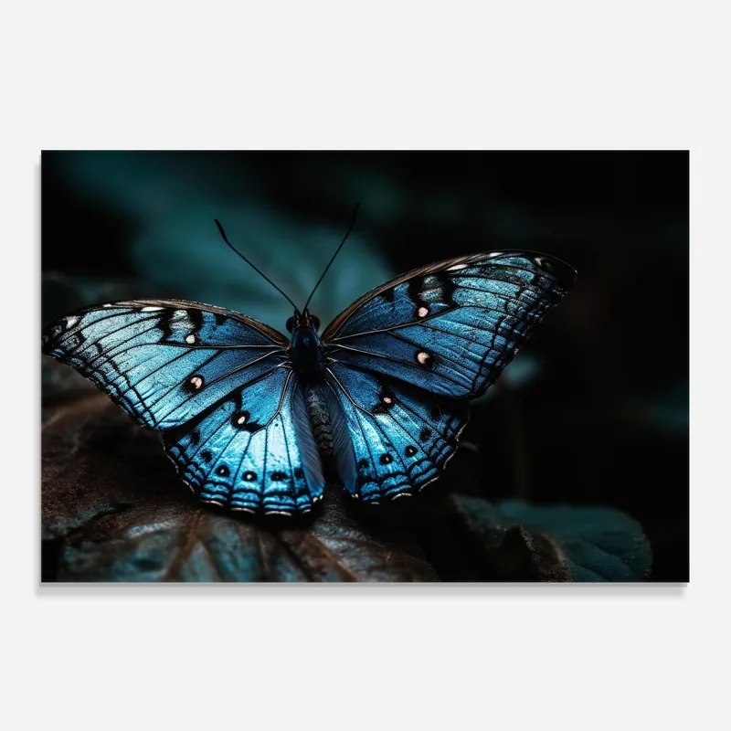 Küchenrückwand Glas Dark Blue Buterfly Nur Für Kurze Zeit