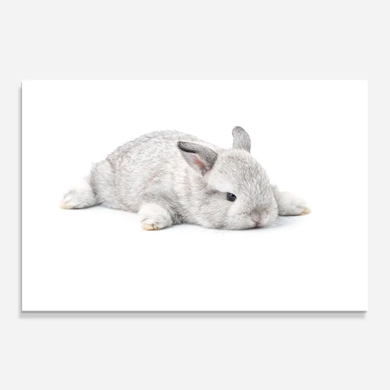 Abverkauf Küchenrückwand Glas Light Gray Bunny Sleeping
