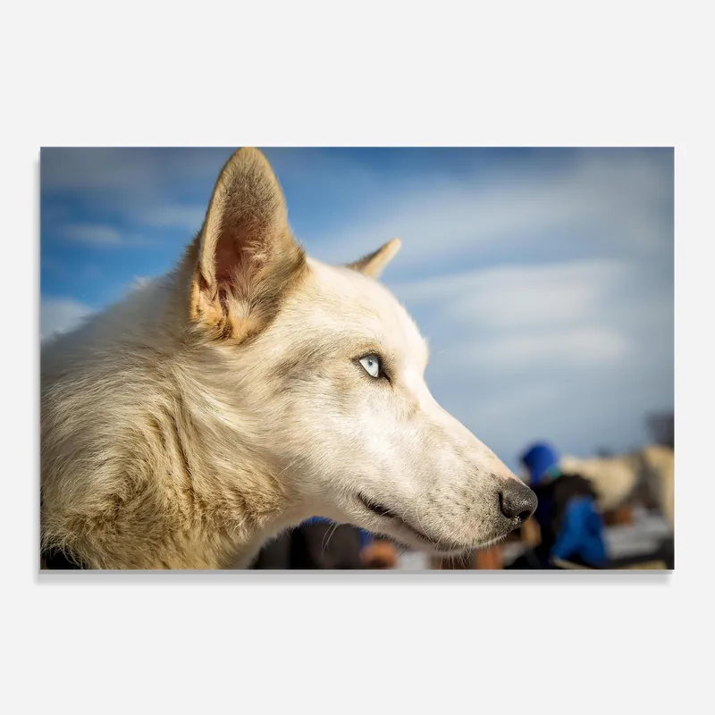 Wochenendangebot Küchenrückwand Glas White Wolf Looking