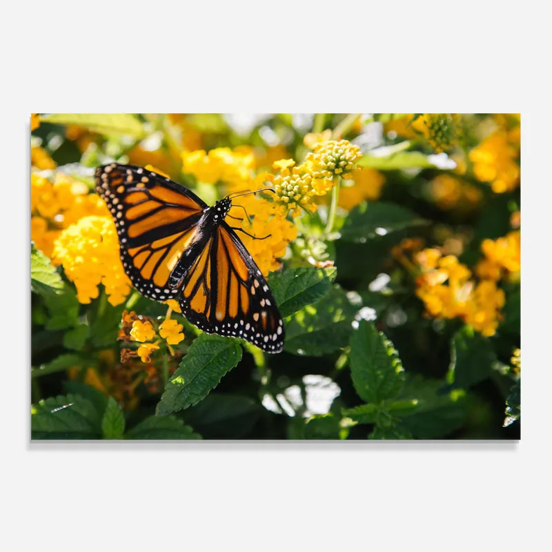 Zertifiziert Küchenrückwand Glas Orange Spring Butterfly