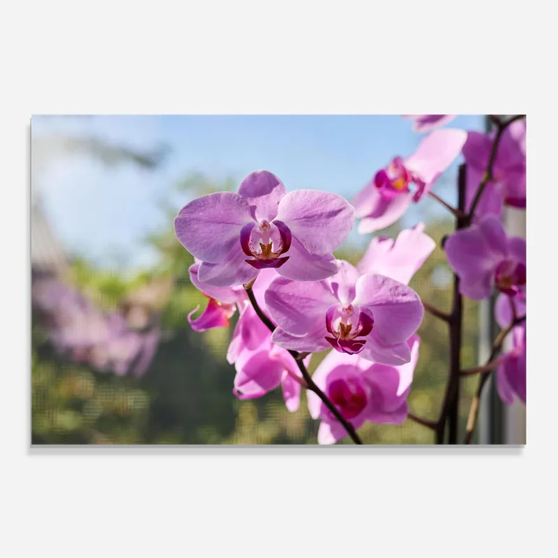 Aktuell Küchenrückwand Glas Orchids In The Garden