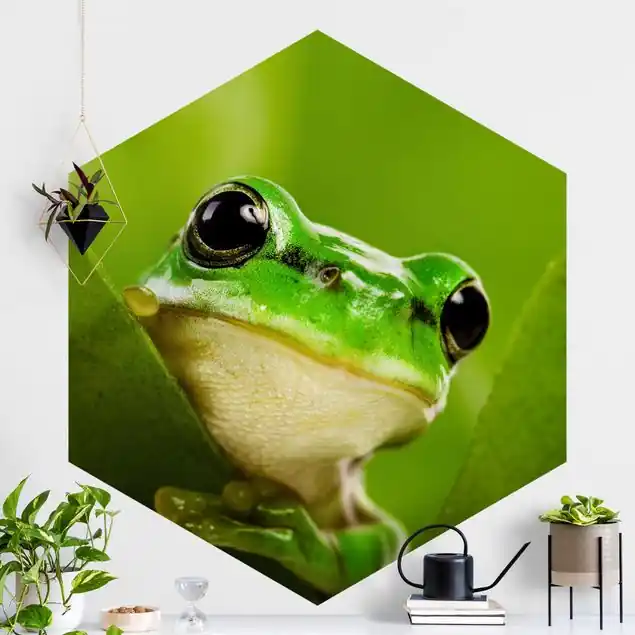 Wetterfrosch                               Hexagon Fototapete Sonderaktion