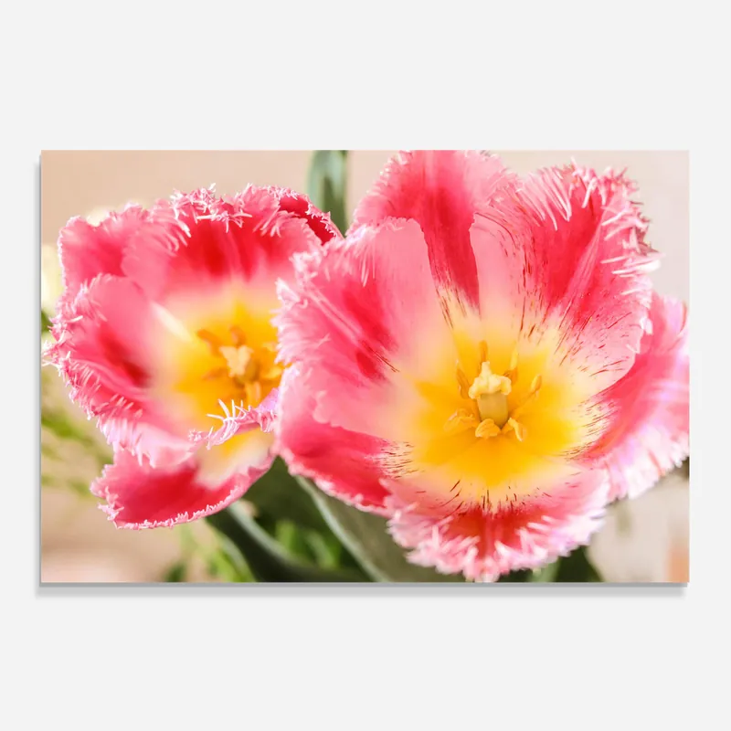Wochenendangebot Küchenrückwand Glas Pink Fringed Tulips