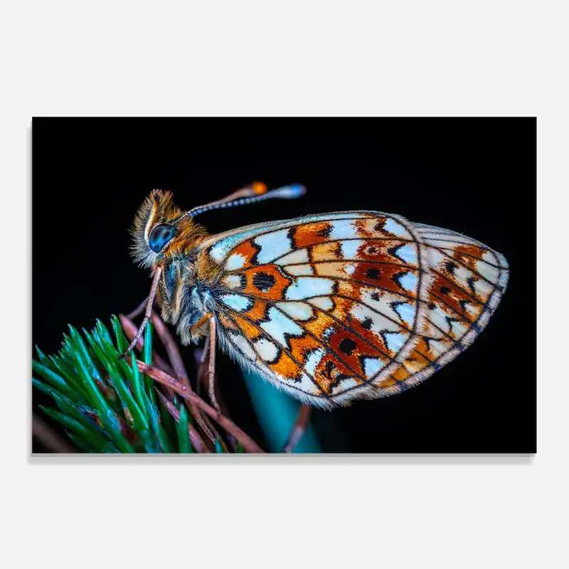 Abverkauf Küchenrückwand Glas Small Brown Butterfly
