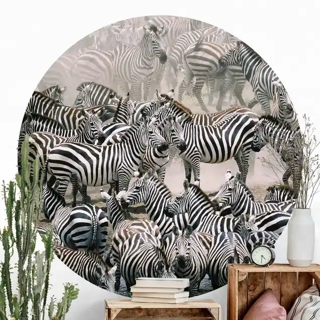 Zebraherde Runde Fototapete Jetzt Bestellen