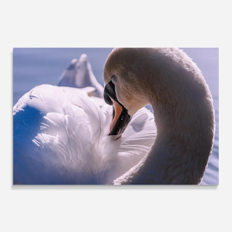 Angebot Küchenrückwand Glas Swan Neck
