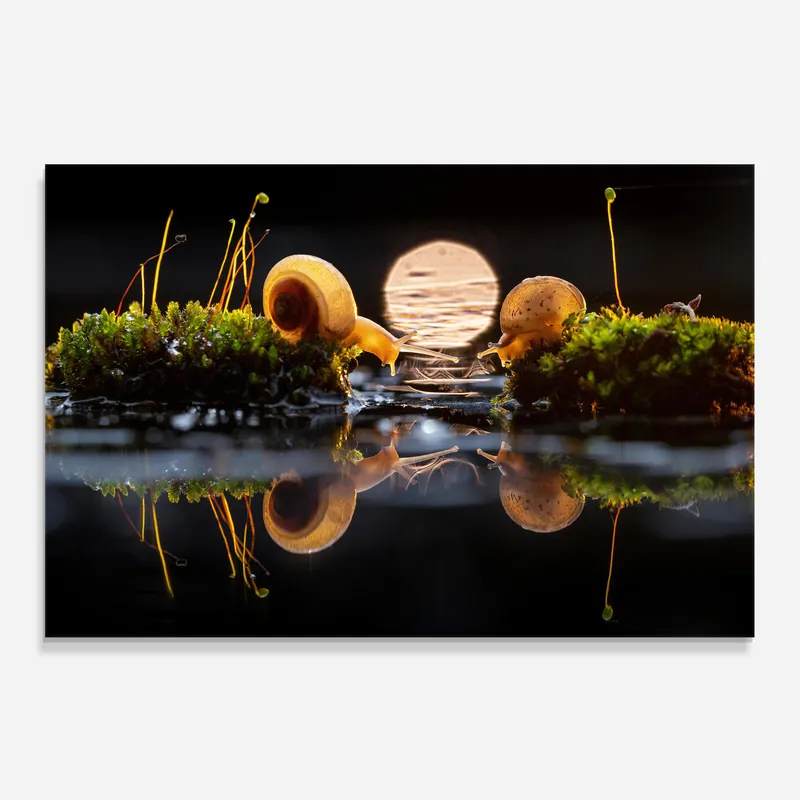 Aktuell Küchenrückwand Glas Water Snail