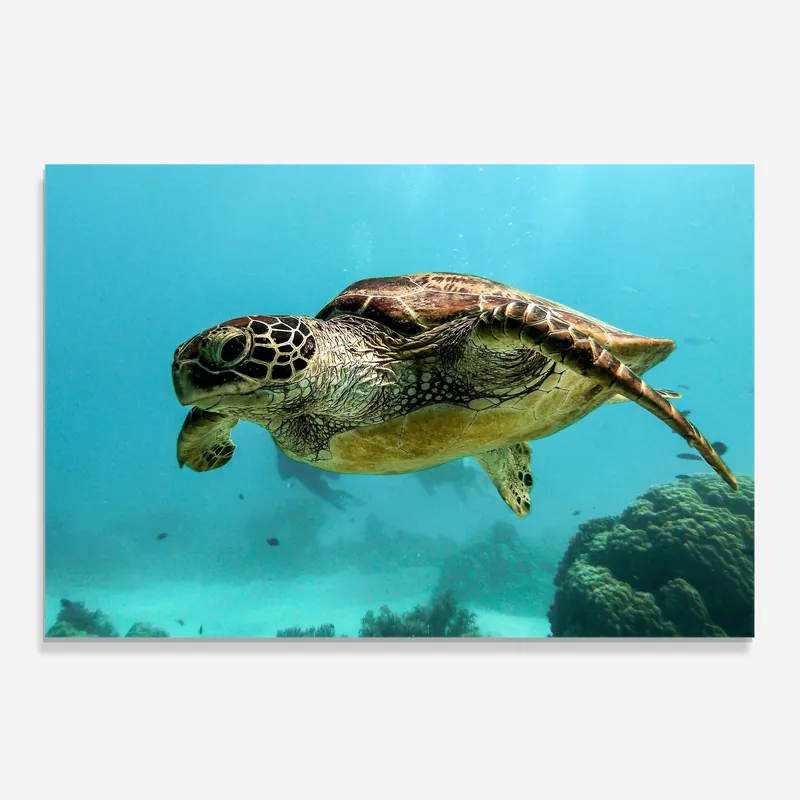 Aktuell Küchenrückwand Glas Sweeming Turtle