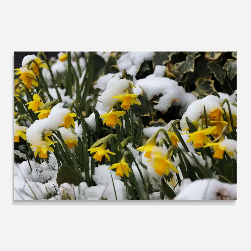 Angebot Küchenrückwand Glas Snow Garden Flower