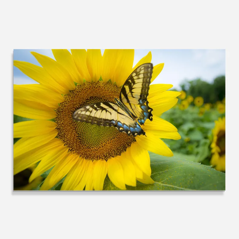 Aktuell Küchenrückwand Glas Sun Flower Butterfly