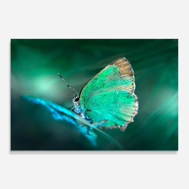 Aktuell Küchenrückwand Glas Turquoise Butterfly