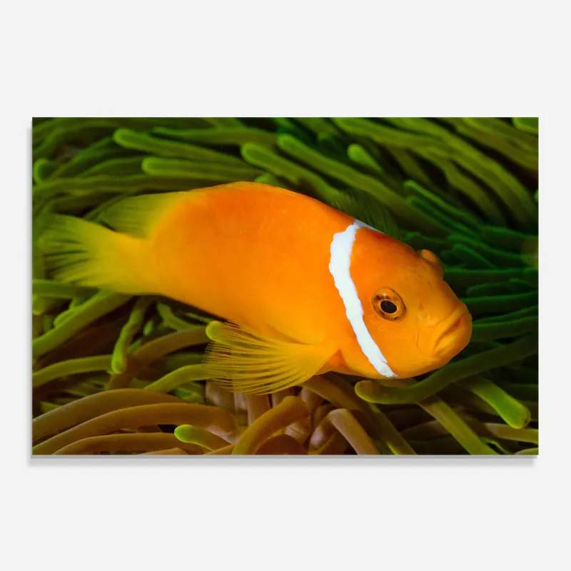 Aktuell Küchenrückwand Glas White Line Fish