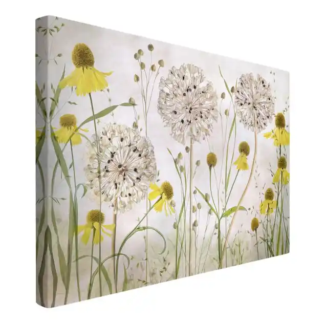 Allium und Helenium Illustration Preiswert
