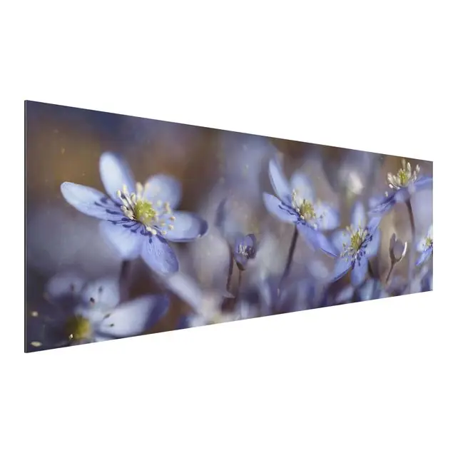 Anemonen in Blau Kracherpreis