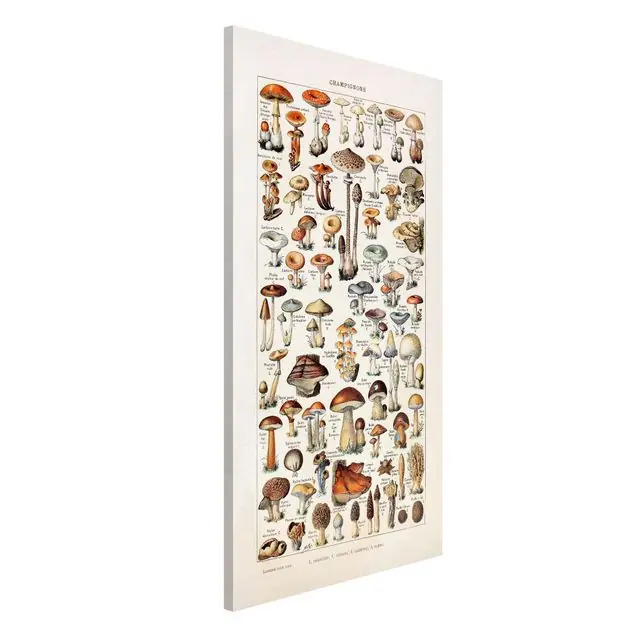 Wochenendangebot Vintage Lehrtafel Pilze