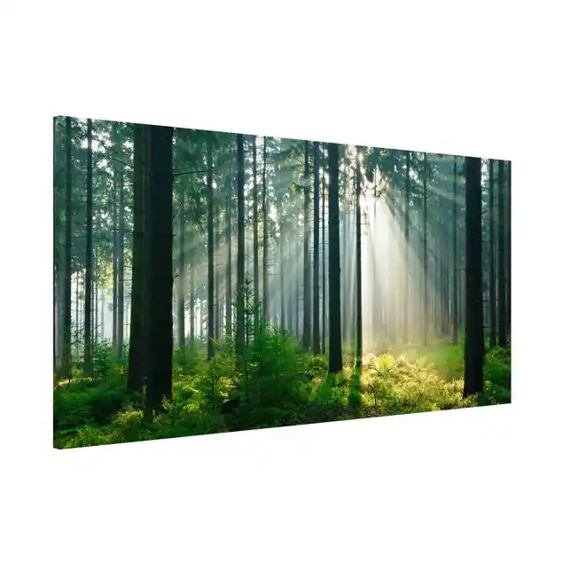 Aktuell Enlightened Forest