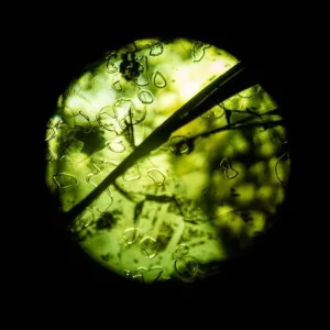 Aktuell Bio II