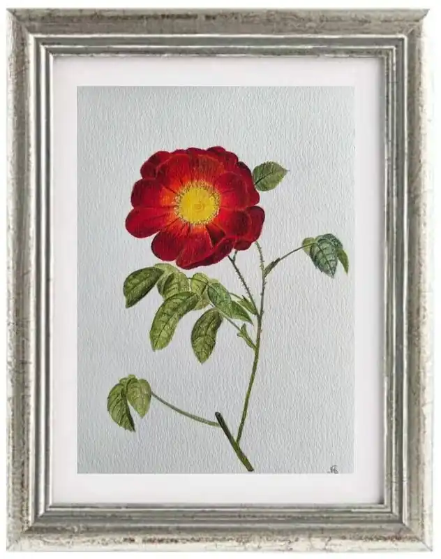 Sonderaktion Rose